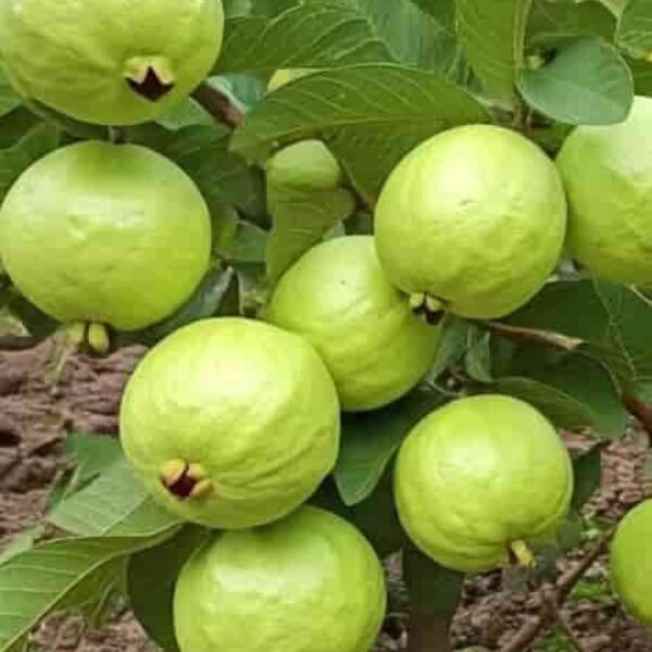 Guava