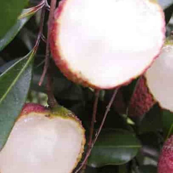 Seedless Litchi