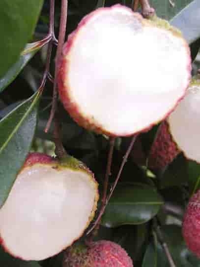 Seedless Litchi