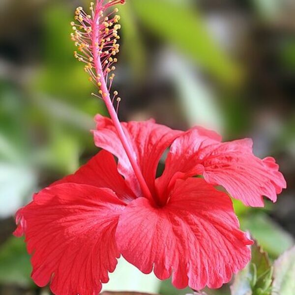 Hibiscus