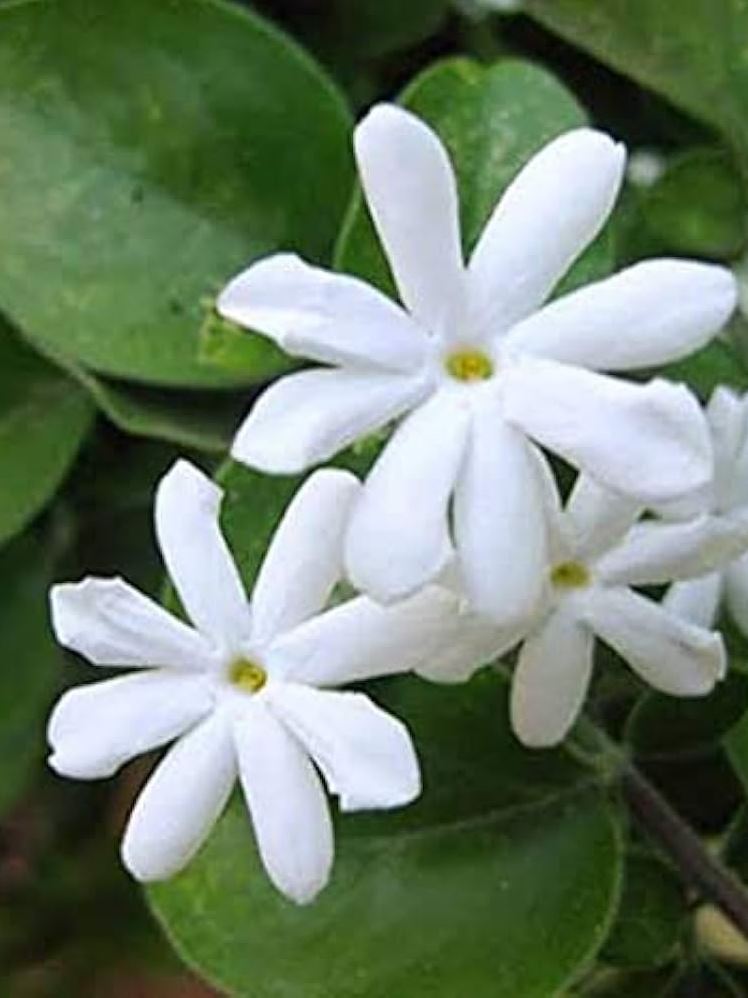 Jasmine